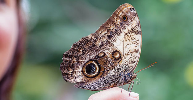 Butterfly Park in Benalmadena